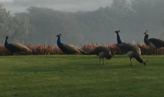 Peacocks on the 12th tee at DLF Golf & CC