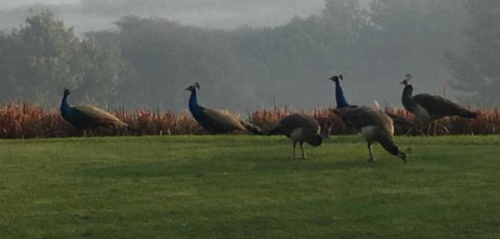 Peacocks on the 12th tee at DLF Golf & CC